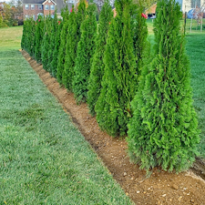 Privacy-Tree-Landscaping-Installation-in-Richmond-KY 1